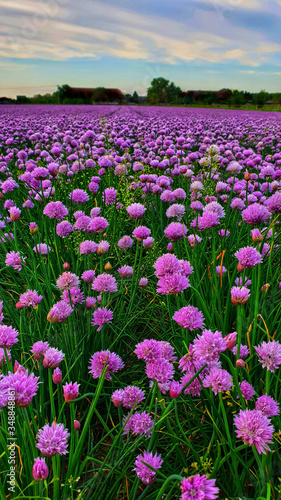 purple flowers