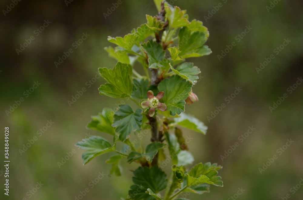 Blooming. Black currant flowers close-up. Yellow flowers of a berry bush. Black currant. Blooming. Black currant flowers close-up. Yellow flowers of a berry bush. Black currant.