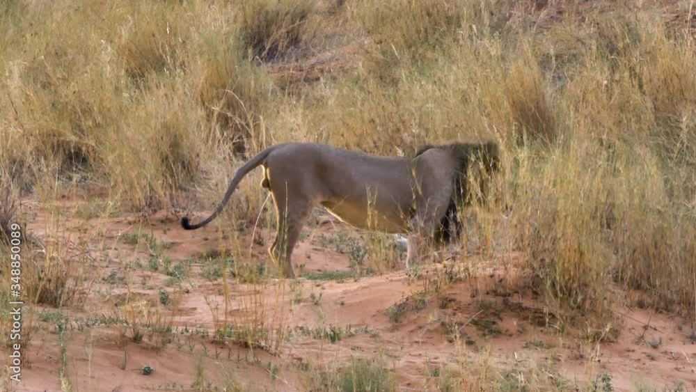 Male Lion Marking Its Territory After Mating In Kgalagadi, South Africa - medium shot Male Lion Marking Its Territory After Mating In Kgalagadi, South Africa - medium shot