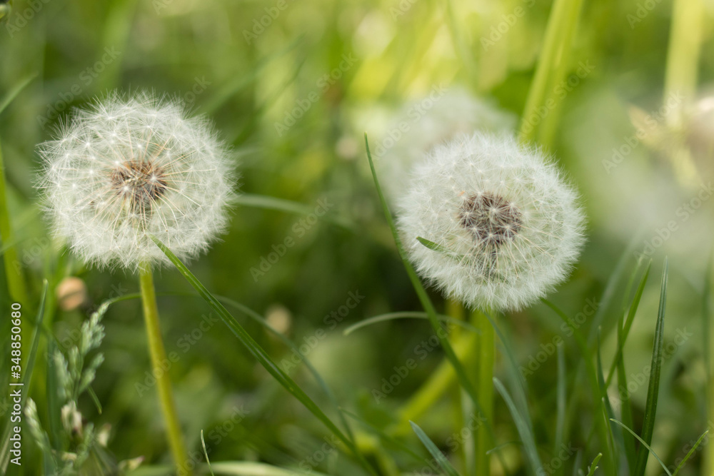 Summer field of white dandelions, beautiful summer nature Summer field of white dandelions, beautiful summer nature