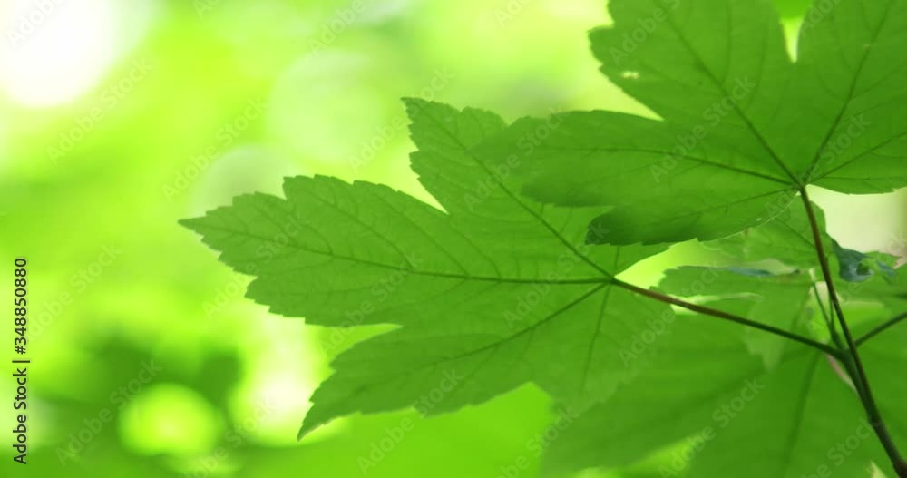 Fresh green flat tree leaves on branch moving slowly in the early summer breeze in the forest close up shallow depth of field shot Fresh green flat tree leaves on branch moving slowly in the early summer breeze in the forest close up shallow depth of field shot