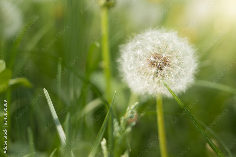 White dandelion in green grass, close photo of dandelion White dandelion in green grass, close photo of dandelion