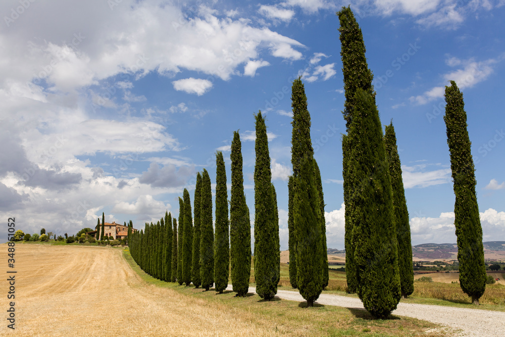 Tuscany View with Trees