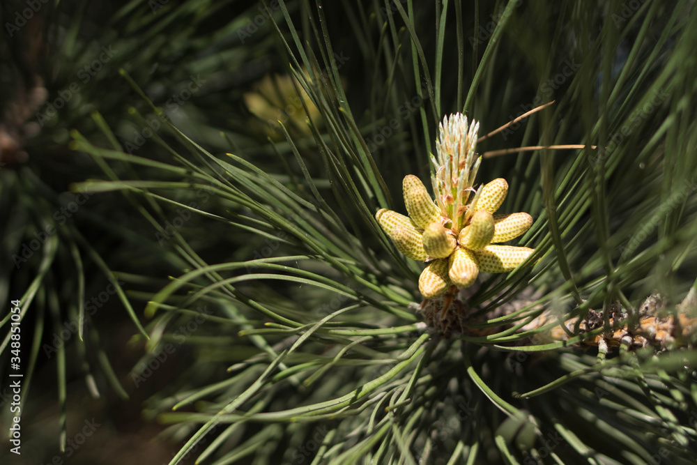 Young pineal, flowering spruce branches in the summer Young pineal, flowering spruce branches in the summer