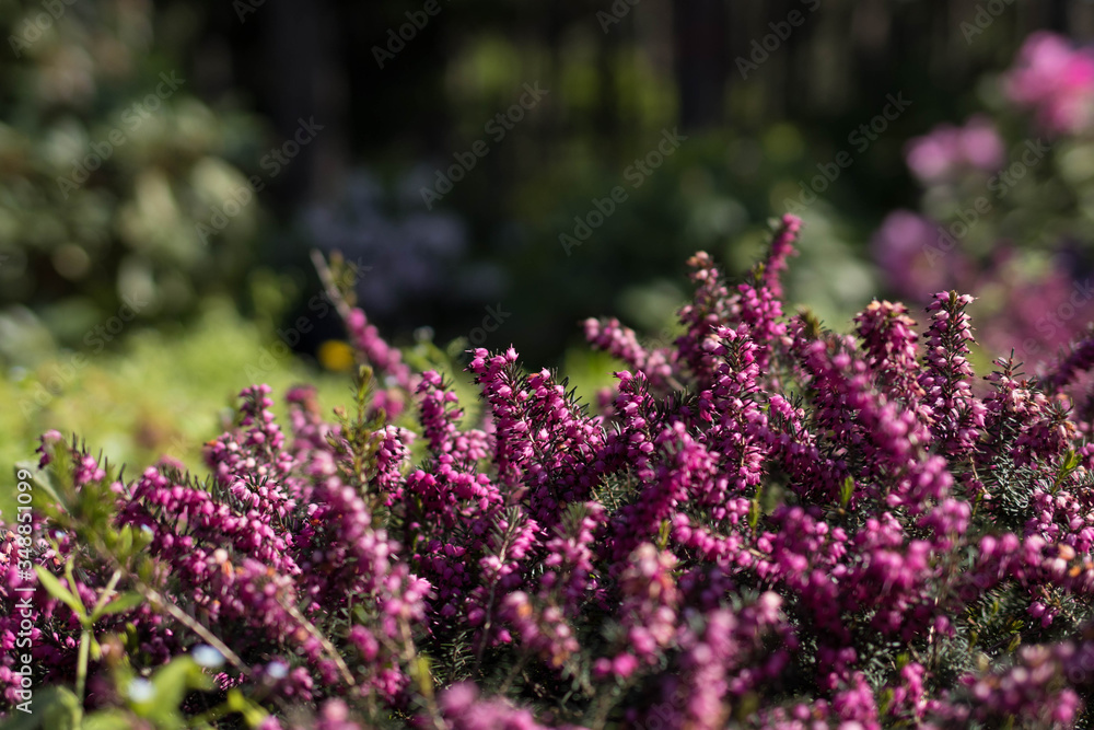 Obraz premium Background of small purple flowers, flowering of small horsetail in the botanical garden