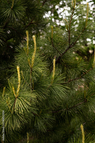 green young shoots of pine with long fluffy needles 