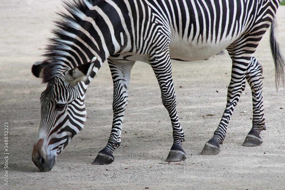 zebra in a zoo in berlin (germany) zebra in a zoo in berlin (germany)
