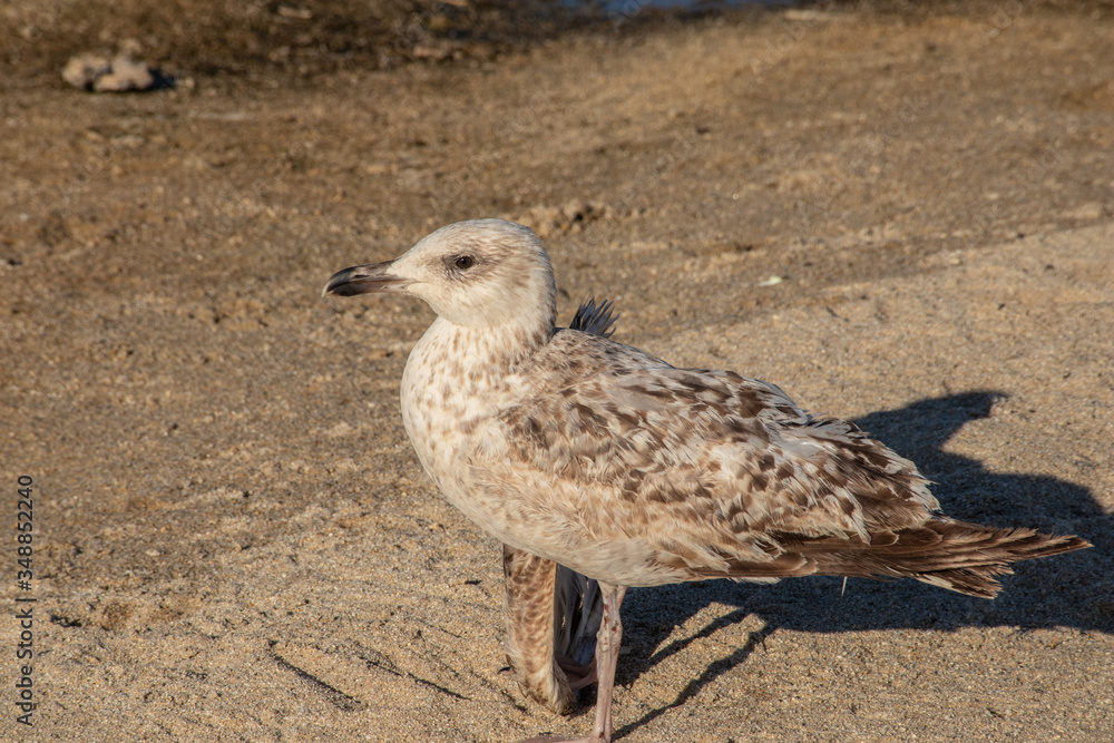 Obraz premium Seagull with broken wing on the beach.