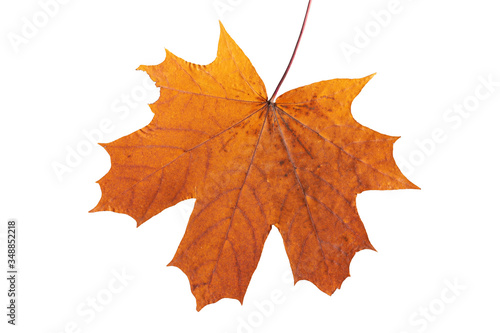Yellow-brown autumn maple leaf isolated on white background.