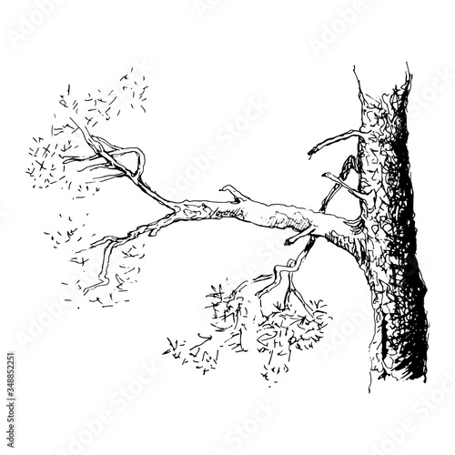 Sketch of a pine tree.Tree branch. Hand drawn sketch style vector illustration. Isolated on white background.