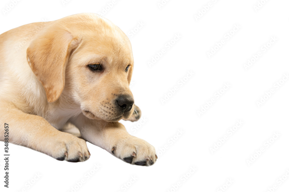 Brown Labrador retriever puppy dog isolated on white background. Brown Labrador retriever puppy dog isolated on white background.