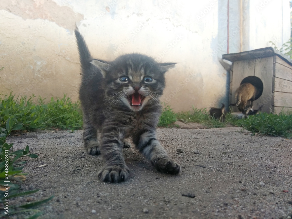 Obraz premium aggressive kitten, scared kitten, kitten in the yard