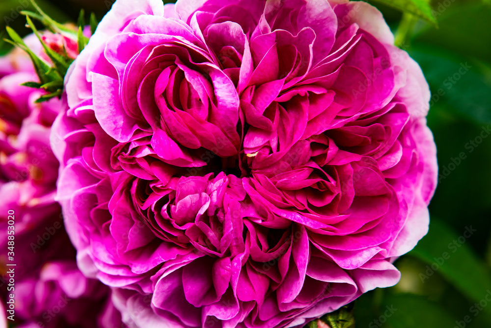 Obraz premium 鮮やかな濃いピンクのバラの花２