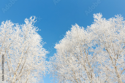 drzewa zimowe pokryte szronem