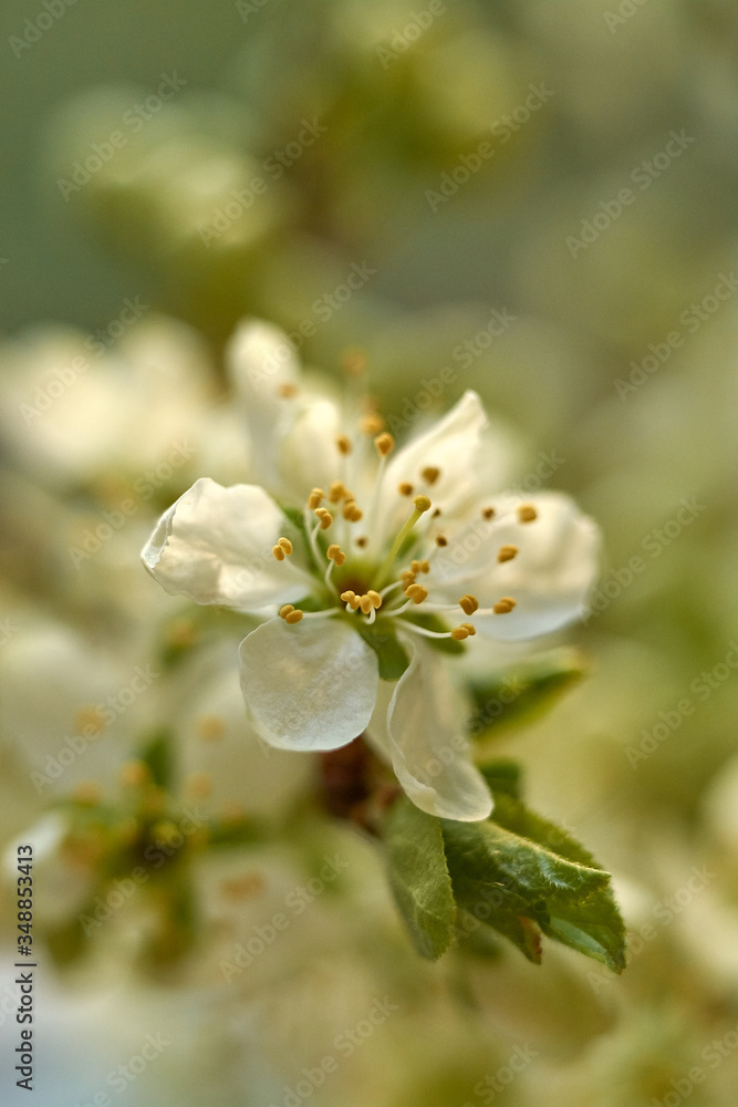 Fototapeta premium White plum flowers, blooming plum closeup, author's style.