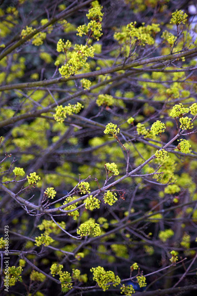 Tree branches full of young green leaves. Beautiful spring leafing of trees. Tree branches full of young green leaves. Beautiful spring leafing of trees.