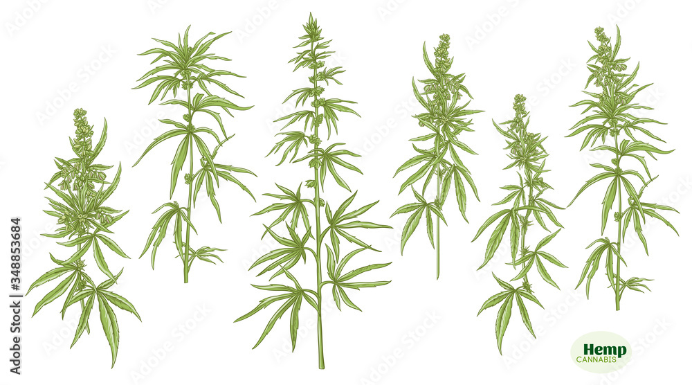 Hemp, cannabis plant. Set of elements for design. Color vector illustration. In botanical style Isolated on white background..