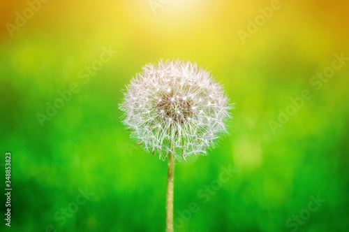 Soft and selective focus of white fluffy flower dandelion with green meadow as background.   lose-up.