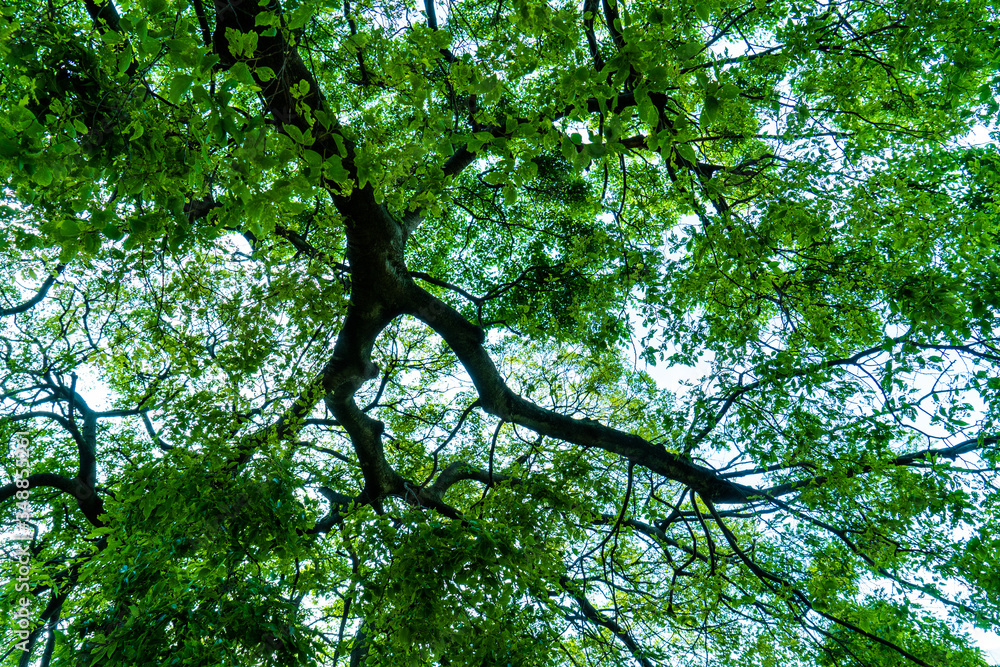 Fototapeta premium green tree branches