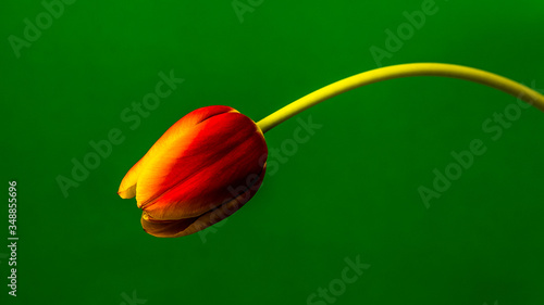 Schilderij op canvas red and yellow tulip flower