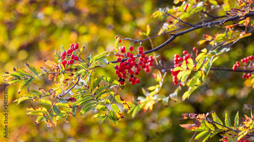 Red rowan berries on a tree on a sunny day