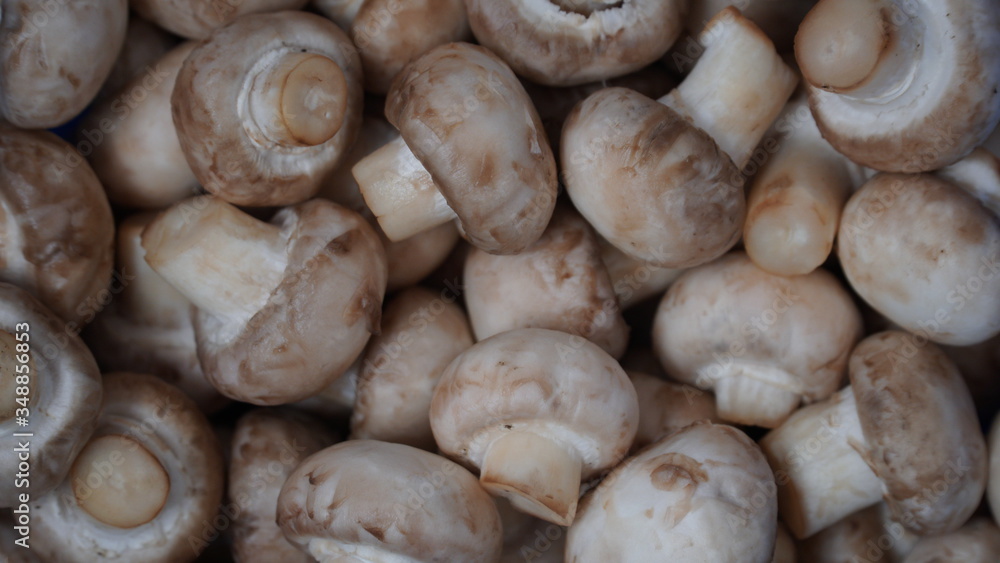 Freshly picked champignons. Background with mushrooms. Look to the left Freshly picked champignons. Background with mushrooms. Look to the left