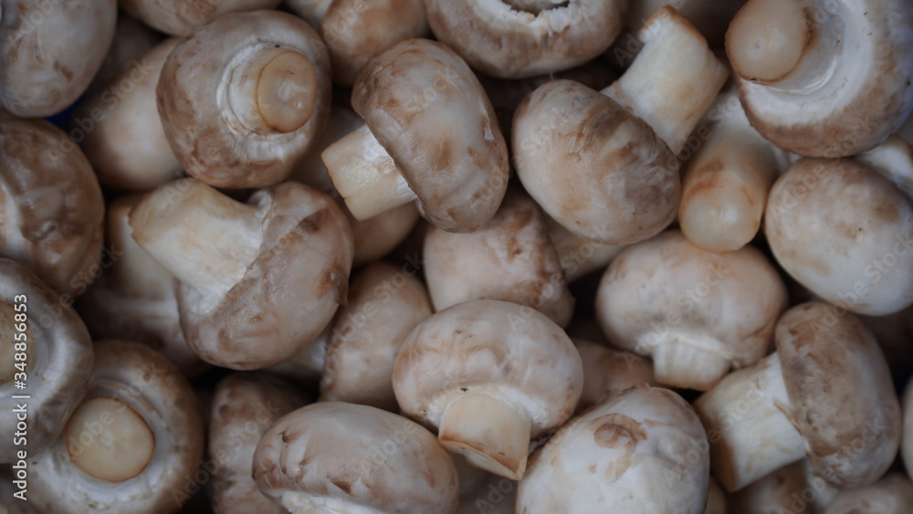 Freshly picked champignons. Background with mushrooms. Look to the left