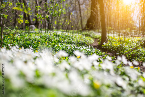 Wild forest flowers in spring. Beautiful white flowers blossoming in the park early in spring. 
