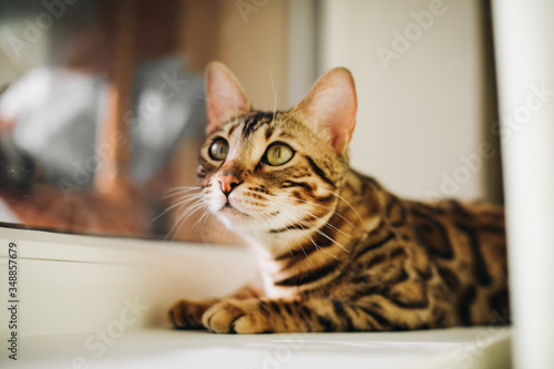 Cute charcoal bengal kitty cat laying on the cat's window bed with elder gold bengal cat watching on the room.