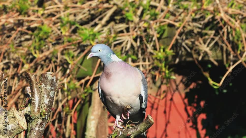 dove is sitting on a branch
dove is sitting on a branch