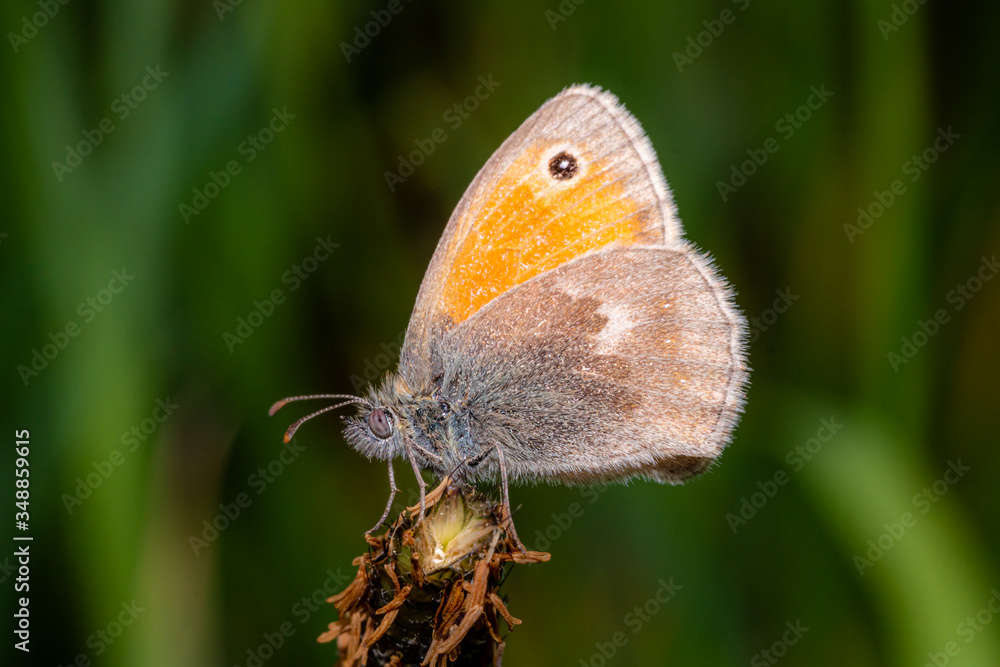 Fototapeta premium butterfly resting on leaves