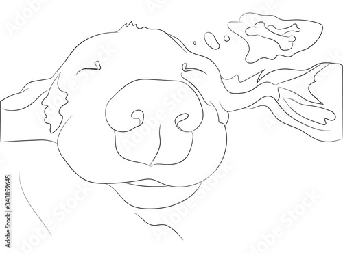 Vector illustration of a portrait of a dachshund that is sleeping, line drawing