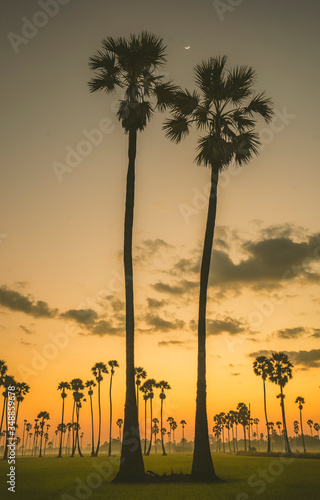 The palm trees with rice field view at morning sunrise at Thailand