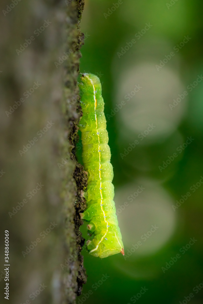 Fototapeta premium green caterpillar climbing a tree