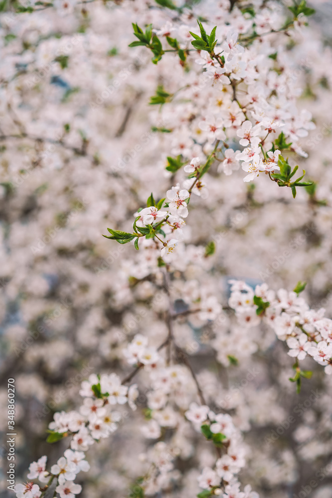 Blooming Apple tree, Apple orchard, beautiful white flowers close-up with blurred background Blooming Apple tree, Apple orchard, beautiful white flowers close-up with blurred background