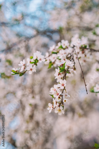 Blooming Apple tree, Apple orchard, beautiful white flowers close-up with blurred background © KseniaJoyg