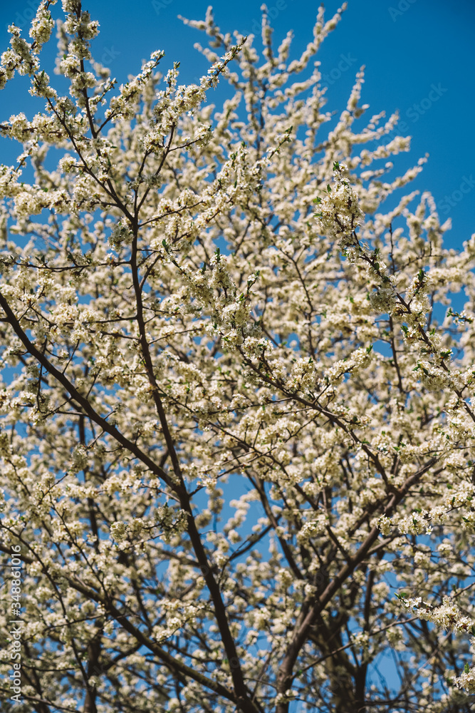 Blooming Apple tree against a blue sky, background image, lots of white flowers