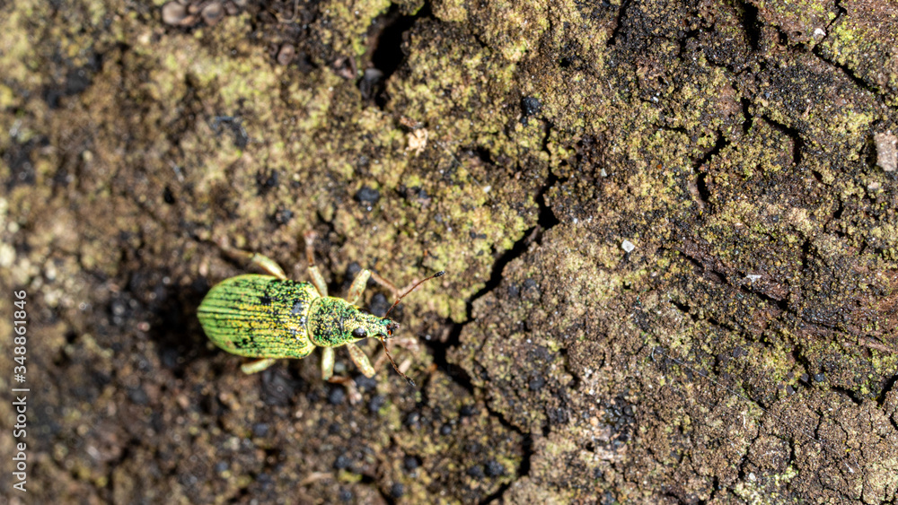green bug on wood texture and rusty metal background
