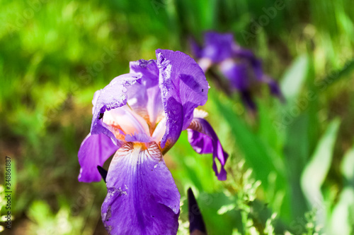 Fototapeta Naklejka Na Ścianę i Meble -  purple iris flower on green background beautiful violet flower - iris blooming in the garden.