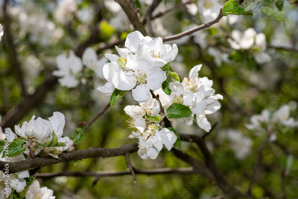 White flowers on a tree