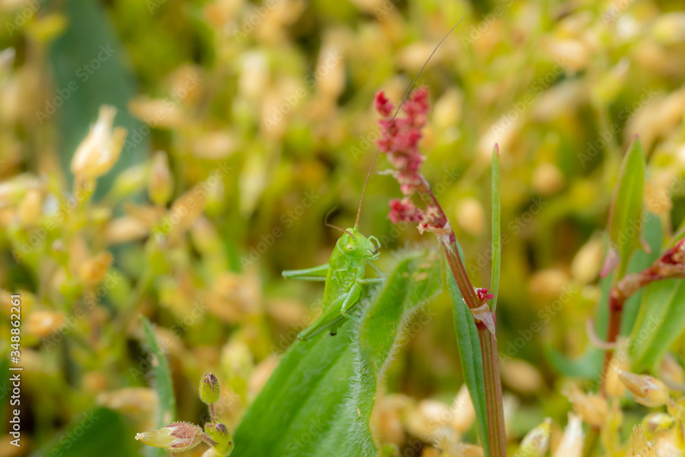 grasshopper on a grass