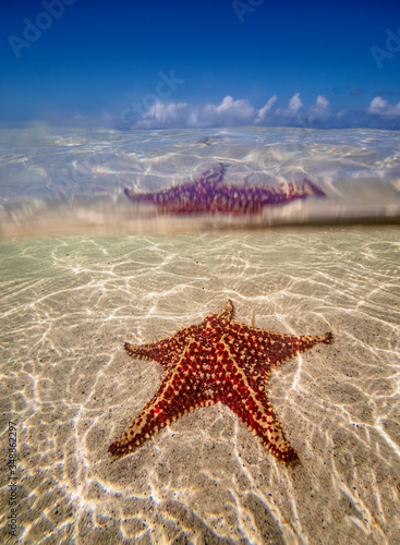 Sea star st Starfish Point, North Side, Grand Cayman, Cayman Islands photo