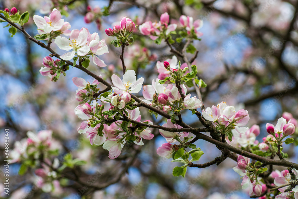 Pink and white flowers on the tree Pink and white flowers on the tree