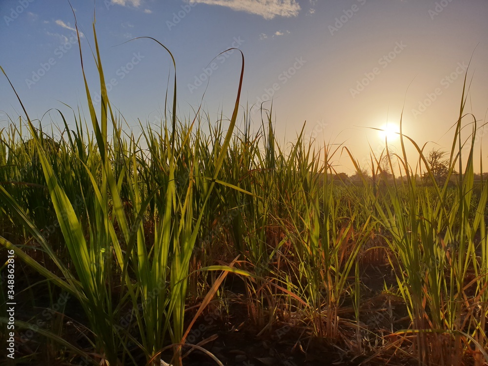 sun, field, farm and Sky. beautiful Nature landscapes