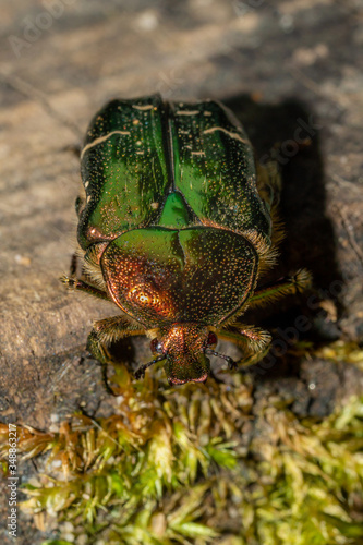 Cetonia Aurata,  rose chafer or the green rose chafer, shining on a wooden background