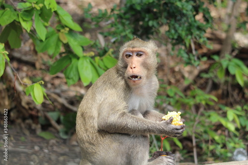 Monkey mother eats fruits and vegetables. © Phronphan