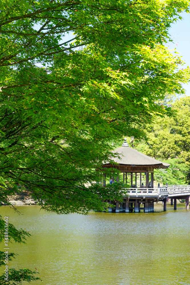 Fototapeta 奈良県奈良市「奈良公園 浮見堂」の新緑