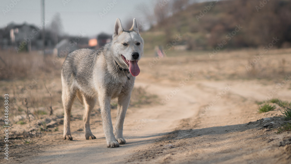 Obraz premium portrait of a husky dog in the countryside