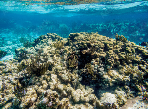 Coral Reef near Stingray City  Grand Cayman  Cayman Islands