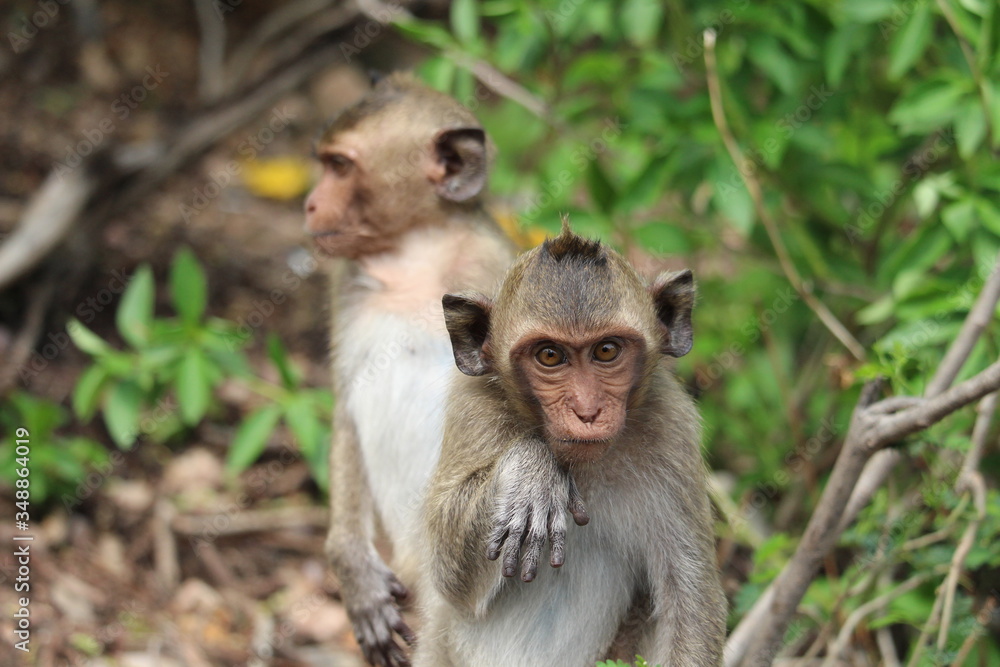 The little monkey is looking for something on a natural hill surrounded by many trees. The little monkey is looking for something on a natural hill surrounded by many trees.